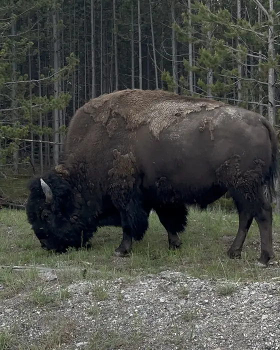 A bison grazing at the edge of a lodgepole forest