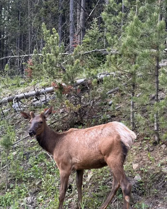 A young elk standing among lodgepole pines
