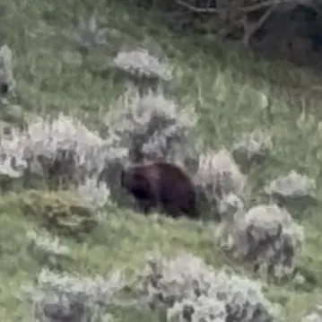 A distant dark shape on a sagebrush hillside, too far away to identify with certainty